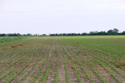 En el Departamento de Las Colonias, Provincia de Santa Fe. A 53 km de Galvez, a 185 has de Rosario.